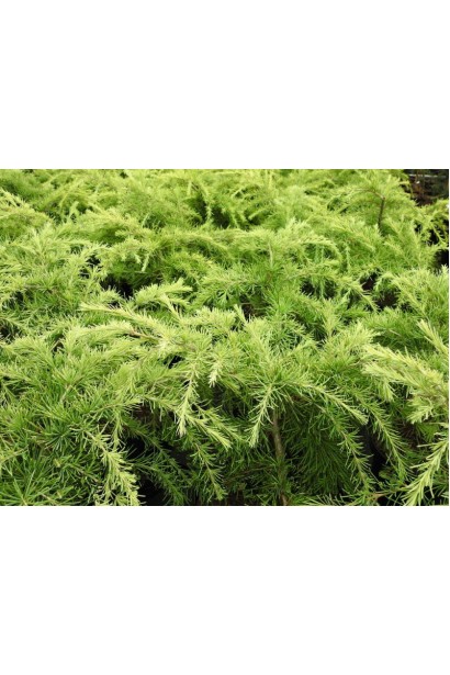 Кедр гімалайський Лайм Глоу хвоя